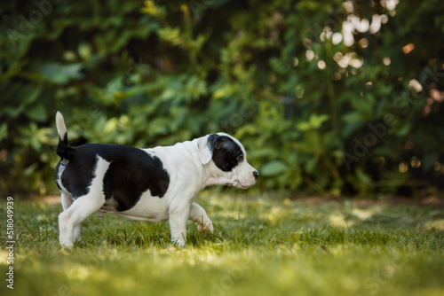 Fototapeta Naklejka Na Ścianę i Meble -  puppy american staffordshire terrier