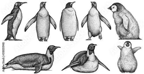 Vintage engrave isolated penguin set illustration ink sketch. Wild bird background imperial art