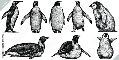 Vintage engrave isolated penguin set illustration ink sketch. Wild bird background imperial vector art