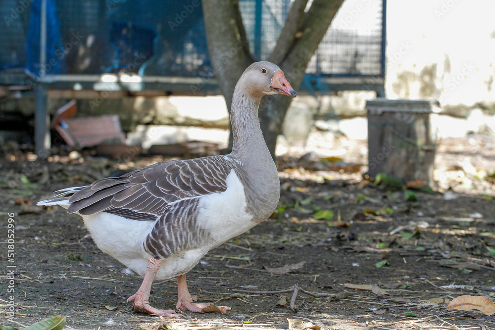 The gray goose and white goose group background in garden at thailand The gray goose and white goose group background in garden at thailand