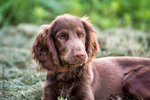 Obraz na płótnie chocolate spaniel