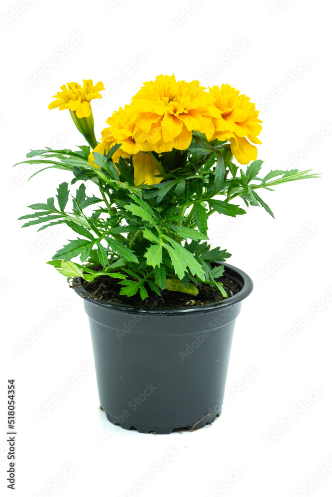 Fototapeta premium Yellow Tagetes marigold flowerpot isolated on white background