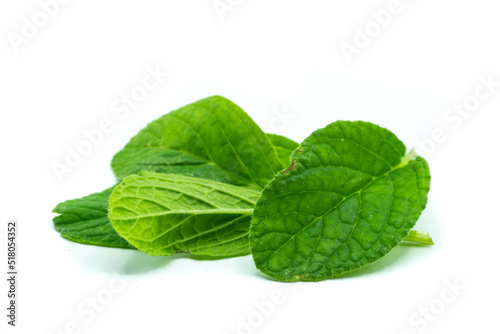 plant borage leaf isolated on white background photo