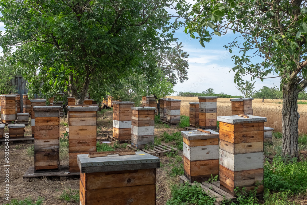 Wooden hives with active honey bees. Apiary. Beekeeping in the village. Organic farming in Ukraine. Odessa region. Wooden hives with active honey bees. Apiary. Beekeeping in the village. Organic farming in Ukraine. Odessa region.