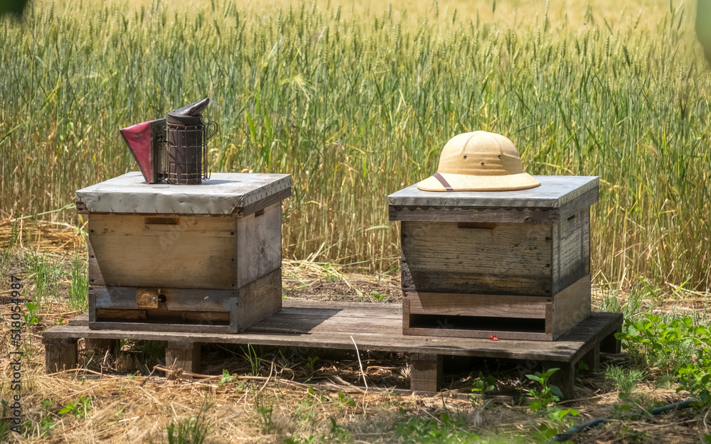 Wooden hives with active honey bees. Apiary. Beekeeping in the village. Organic farming in Ukraine. Odessa region. Wooden hives with active honey bees. Apiary. Beekeeping in the village. Organic farming in Ukraine. Odessa region.