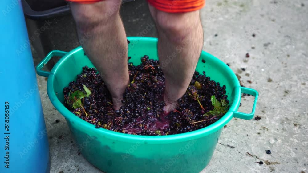 Grape-treading or grape-stomping in traditional winemaking. Senior farmer separates grapes from a bunch in traditional way. Grapes are trampled by barefoot man to release juices and begin fermentation Grape-treading or grape-stomping in traditional winemaking. Senior farmer separates grapes from a bunch in traditional way. Grapes are trampled by barefoot man to release juices and begin fermentation