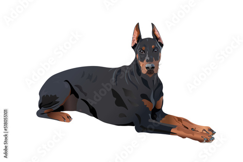 Doberman, dog in a lying position. Isolated on white background.