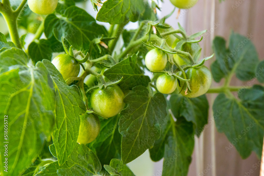 Lots of green tomatoes on the branch. Сherry tomatoes grown at home on the window. close view