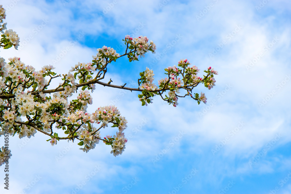 White flowers of blooming Apple tree in spring against blue sky on a Sunny day. Spring garden White flowers of blooming Apple tree in spring against blue sky on a Sunny day. Spring garden