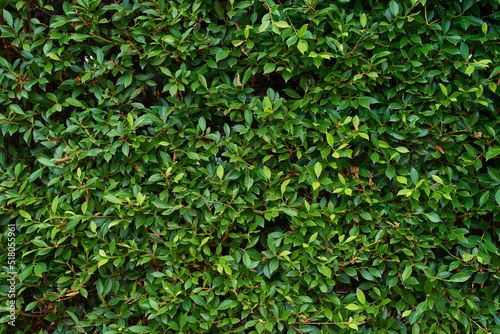 The green wall leaves the background