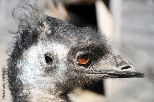 Emu with amber eyes looking somewhere