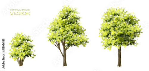 Vector watercolor of tree side view isolated on white background for landscape and architecture drawing, elements for environment and garden, painting botanical for section 