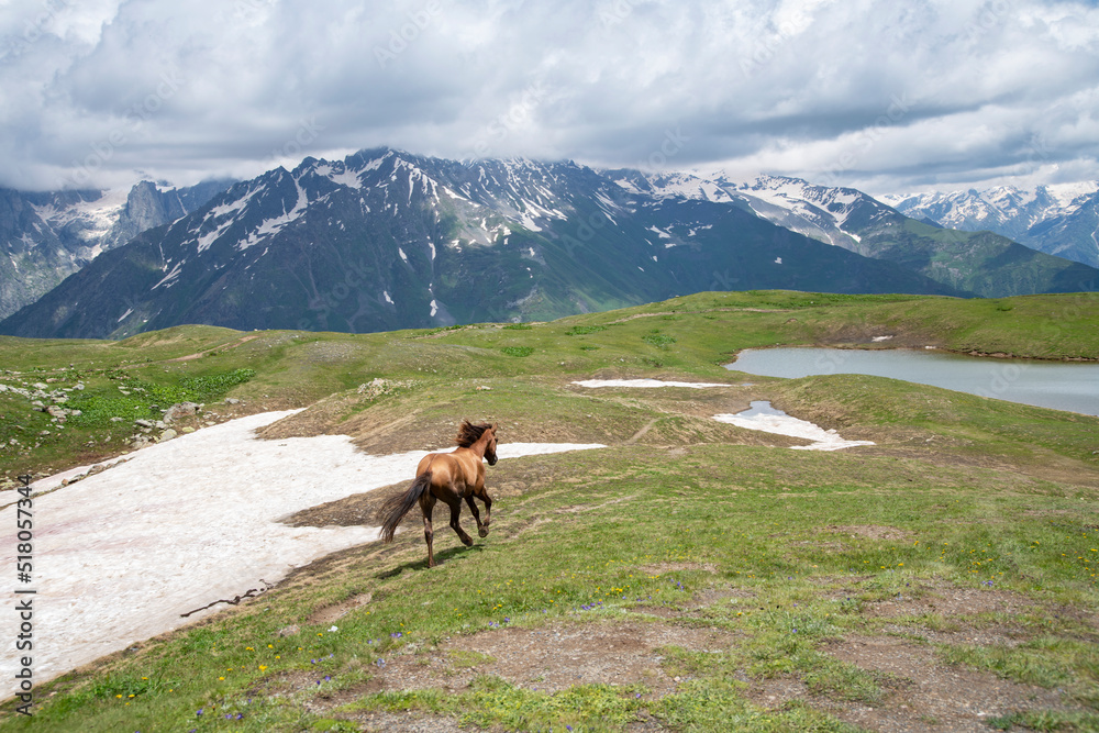 Wild horse in the beautiful mountains and green alpine meadows.