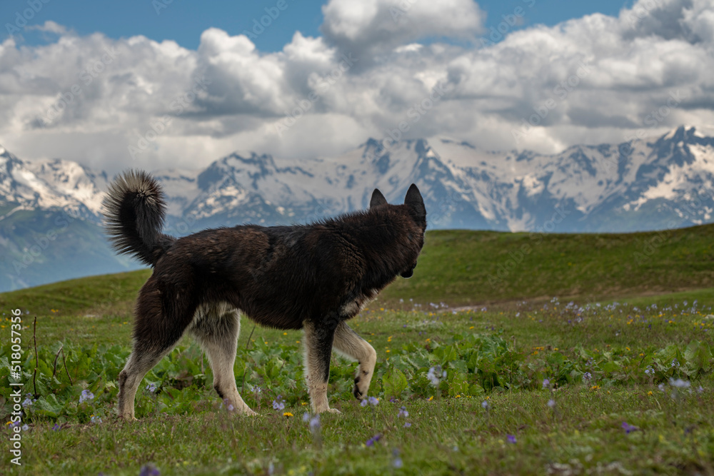 Beautiful dog in the mountains. Beautiful dog in the mountains.