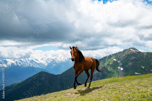 Wild horse in the beautiful mountains and green alpine meadows. © Inga Av