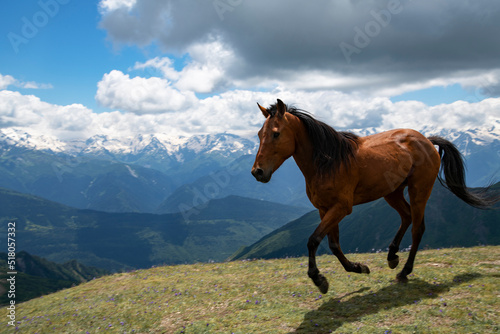 Wild horse in the beautiful mountains and green alpine meadows.