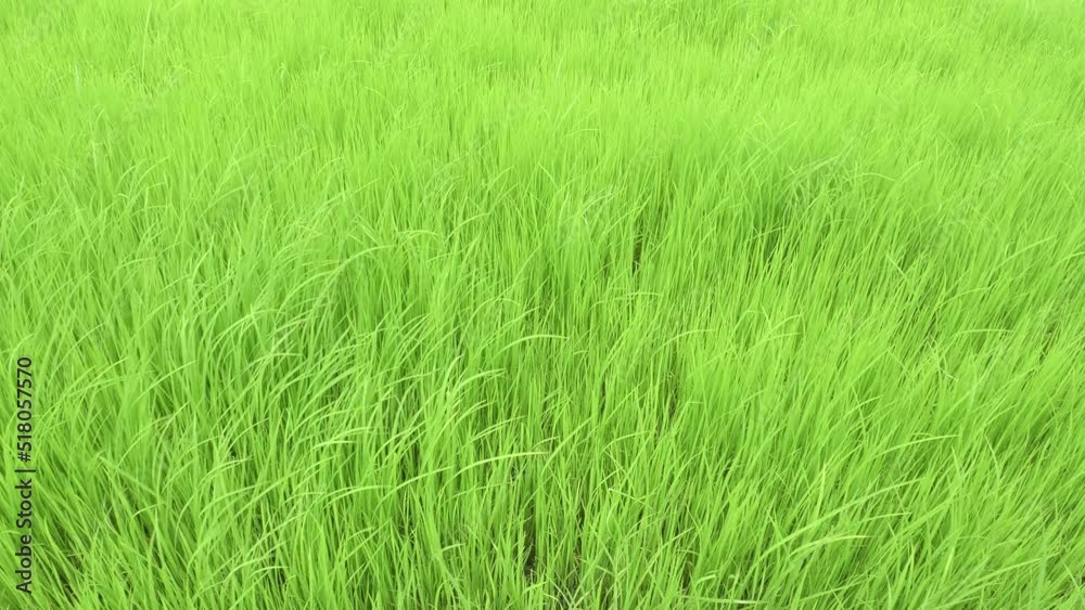 Rice fields with a light breeze blowing. Rice fields with a light breeze blowing.