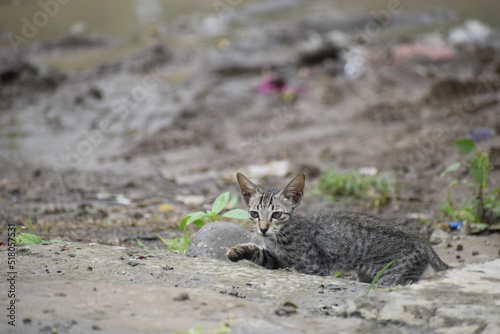 Photography cat on the rock