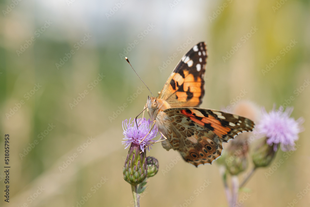 Painted lady butterfly (Vanessa cardui) feeds on a thistle blossom Painted lady butterfly (Vanessa cardui) feeds on a thistle blossom