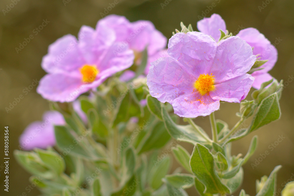 Estepa Blanca (Cistus albidus). Puig de Randa.Llucmajo-Algaidar.Mallorca.Baleares.España. Estepa Blanca (Cistus albidus). Puig de Randa.Llucmajo-Algaidar.Mallorca.Baleares.España.