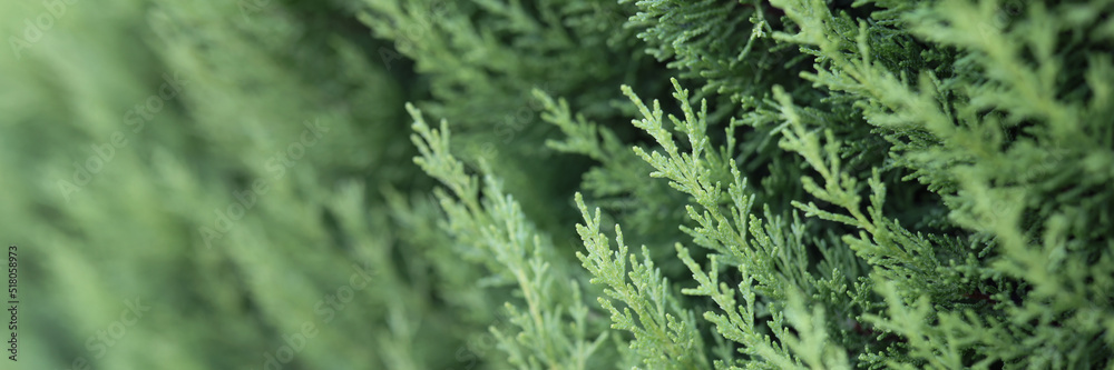 Poofy western red cedar branch, incense green tree in nature fresh air Poofy western red cedar branch, incense green tree in nature fresh air