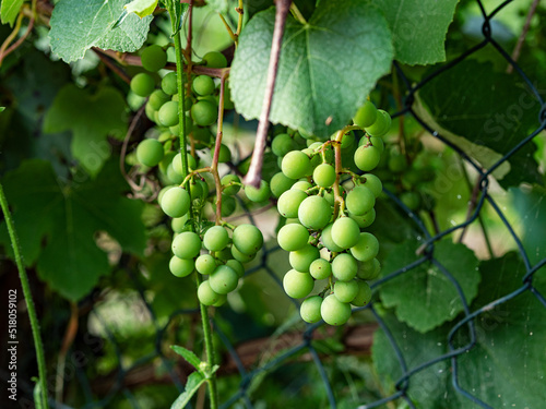 Green unripe grape growing in garden, closeup detail. germany