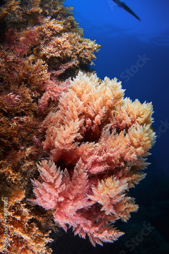 Photography In just a few years the invasive algae Asparagopsis armata has colonized the sou