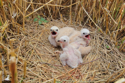 The Montagu's harrier (Circus pygargus) chicks on nest in wheat field