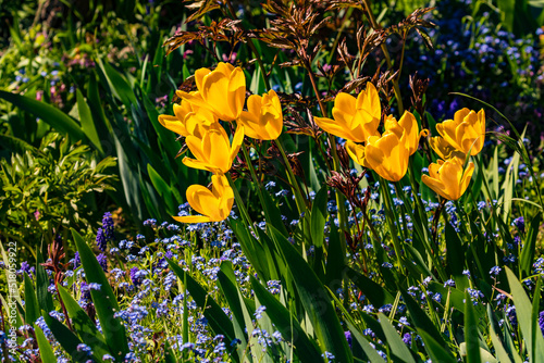 Gelbe Tulpen und bunte Blüten in einem angelegten Garten im Gegenlicht freigestellt photo