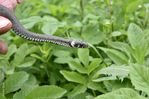 Natrix natrix, Grass snake on nature