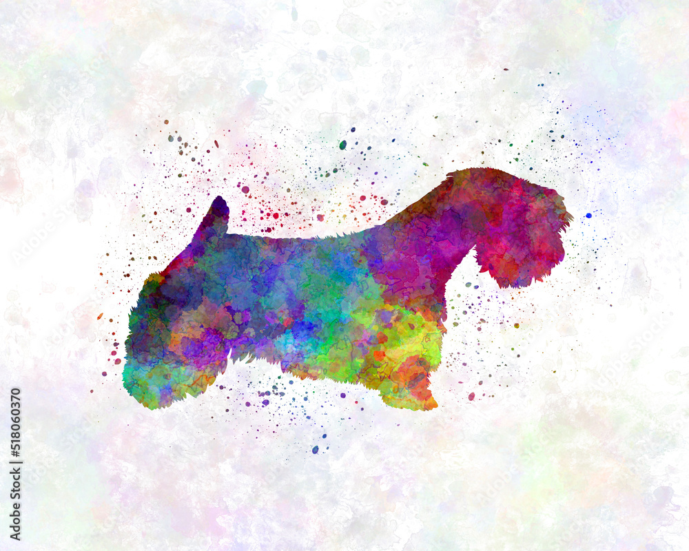 Sealyham Terrier in watercolor