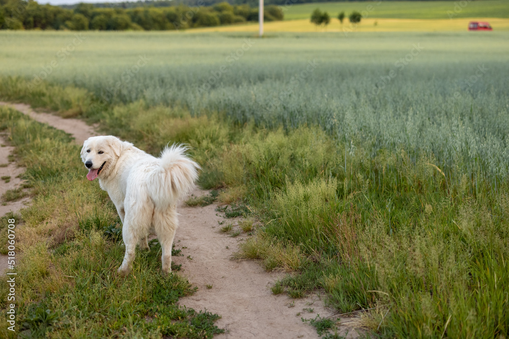 Adorable white dog walks on field. Maremmano-abruzzese italian sheepdog