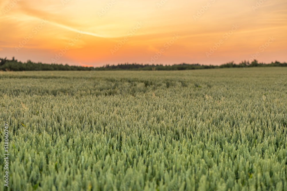 Green wheat growing in the field, landscape view on sunset