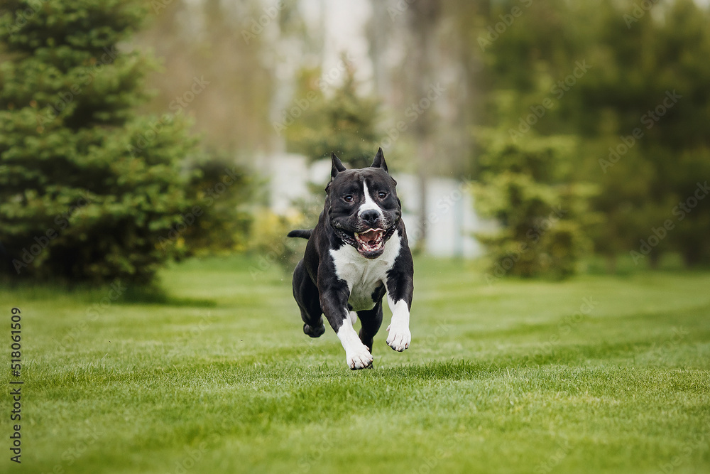 american staffordshire terrier  in the park