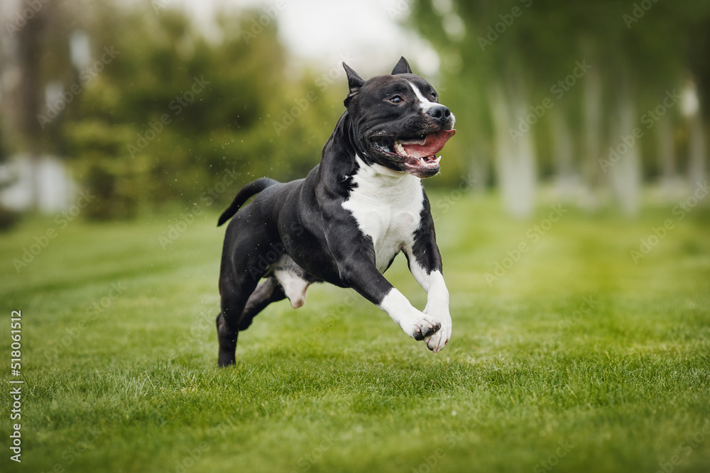 american staffordshire terrier in the park american staffordshire terrier in the park