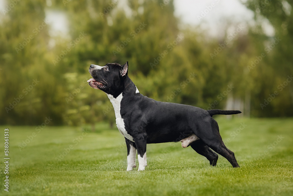 american staffordshire terrier  in the park