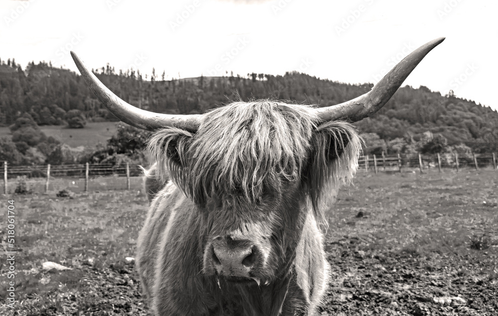 Schottisches Hochlandrind oder Highland Cattle oder Kyloe Zottelfell ... Schottisches Hochlandrind oder Highland Cattle oder Kyloe Zottelfell ...