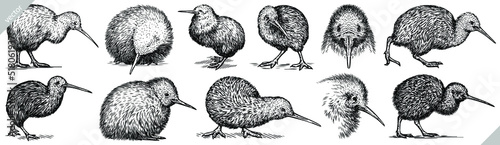 Vintage engrave isolated kiwi set illustration ink sketch. Wild bird background line art