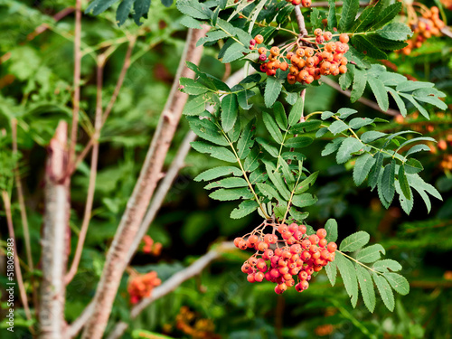 Rowan berries on a bush in the forest