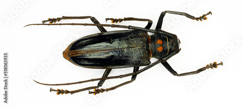 Beetle isolated on white. Black longhorn beetle Batocera bruyni macro, collection beetles, cerambycidae, coleoptera, entomology
