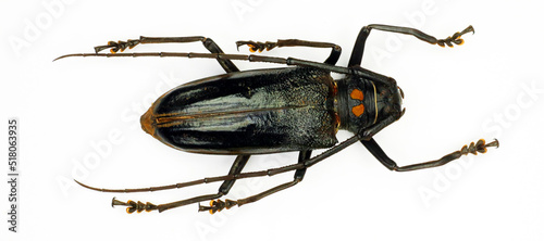 Beetle isolated on white. Black longhorn beetle Batocera bruyni macro, collection beetles, cerambycidae, coleoptera, entomology photo