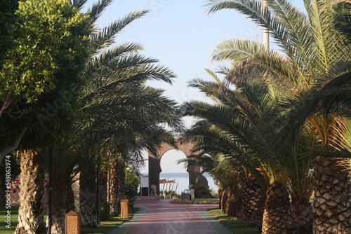 palm trees on the street