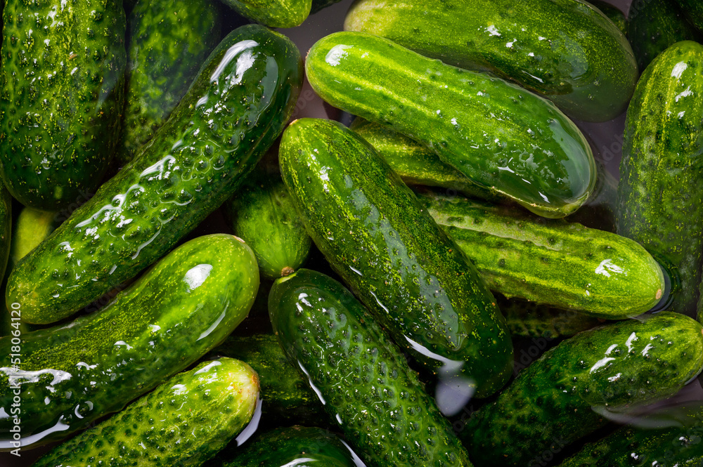 Fresh juicy clean cucumbers lying tightly next to each other. Preparing for conservation and salting. Fresh juicy clean cucumbers lying tightly next to each other. Preparing for conservation and salting.
