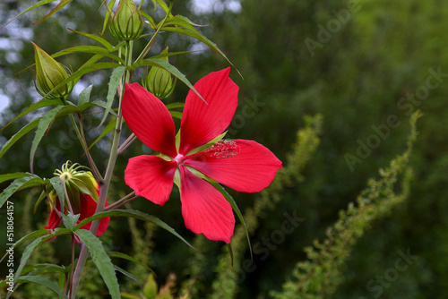 真っ赤な5枚の大きな花弁の花を咲かせたモミジアオイ photo
