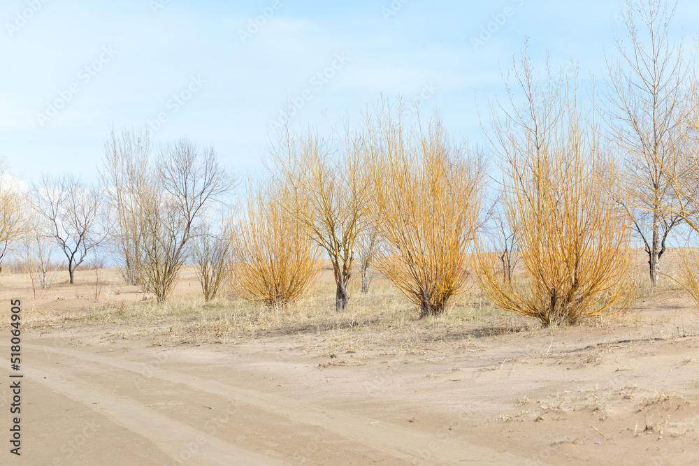 trees that grow on sand without leaves, spring trees that grow on sand without leaves, spring