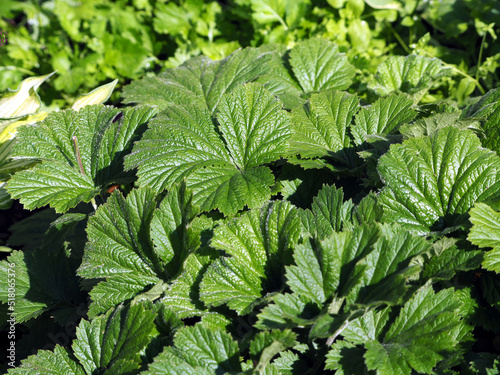 Fleshy green leaves of avens. Texture of fresh leaves close-up. Vegetable natural background. photo