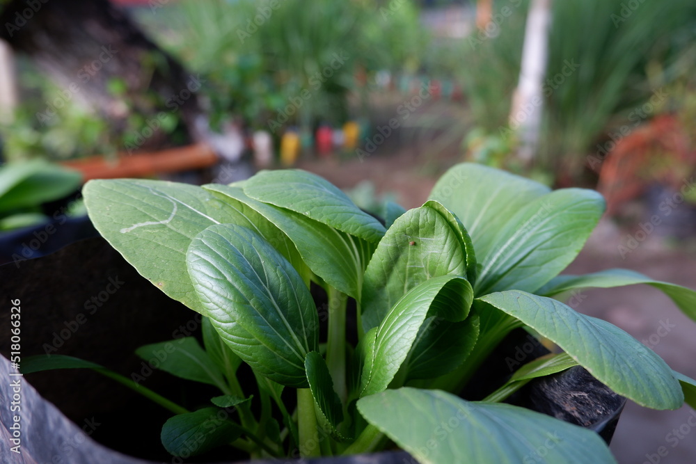 Obraz premium Close-up photo of Brassica Rapa or Pakcoy or Bok Choy better known as green mustard planted in hydroponic pots in a home garden