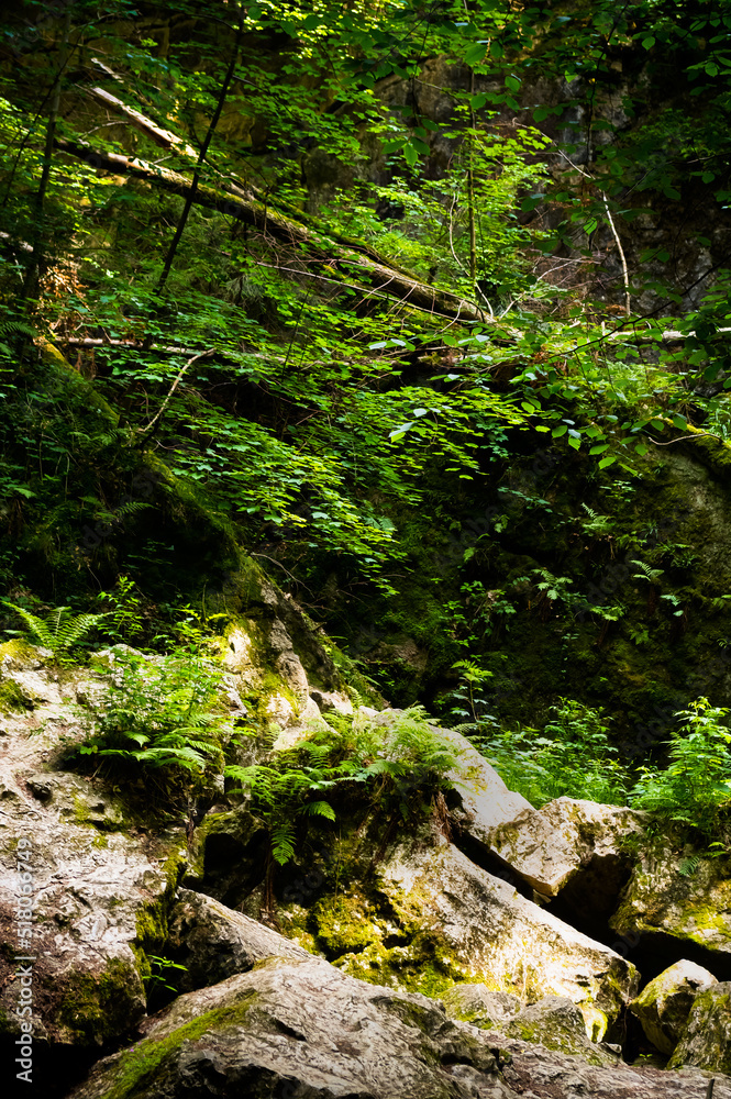 Fototapeta premium A natural formation called Nova rasovna. This is the sinking of a stream called Bila voda. The unit is located in the Moravian Karst, South Moravia, Czech Republic.