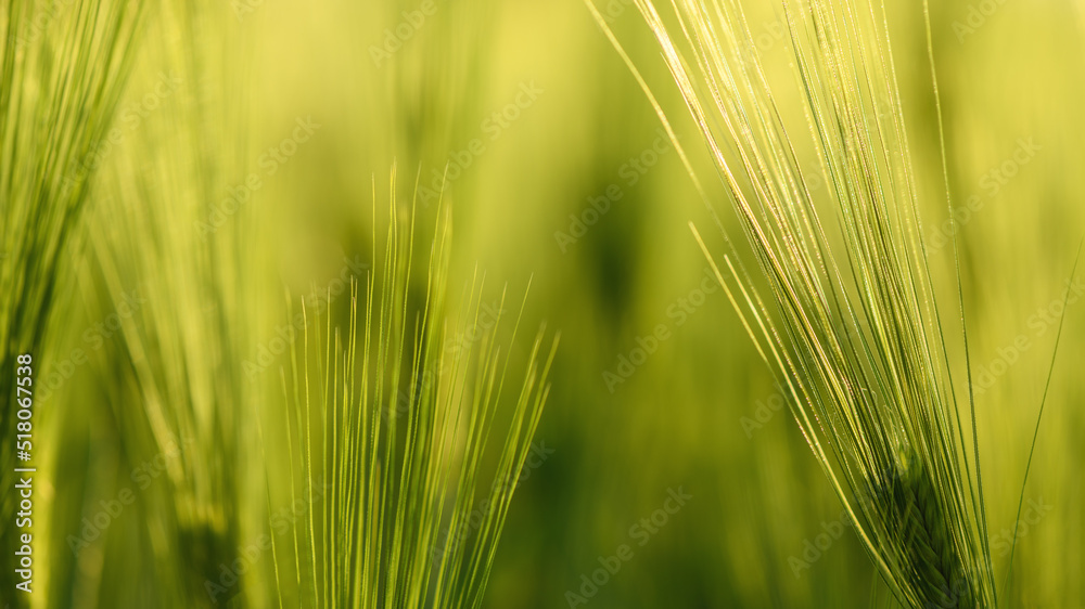 Green unripe cultivated barley (Hordeum Vulgare) field in countryside Green unripe cultivated barley (Hordeum Vulgare) field in countryside