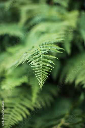  A beautiful fern leaf in the Swedish forest sticking out from a blurry background